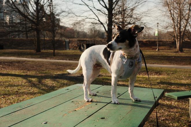 Picture of my dog